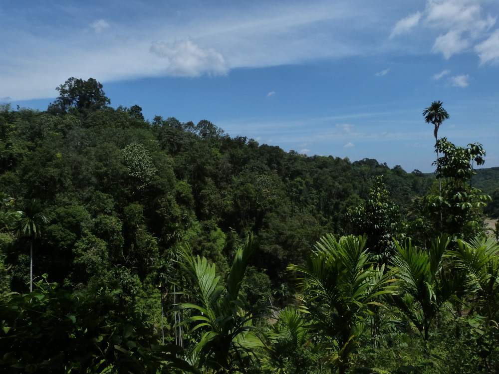 forêt tropicale au nord de Sumatra Indonésie